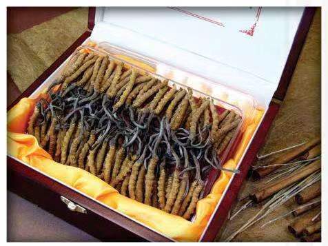 揭西冬虫夏草回收